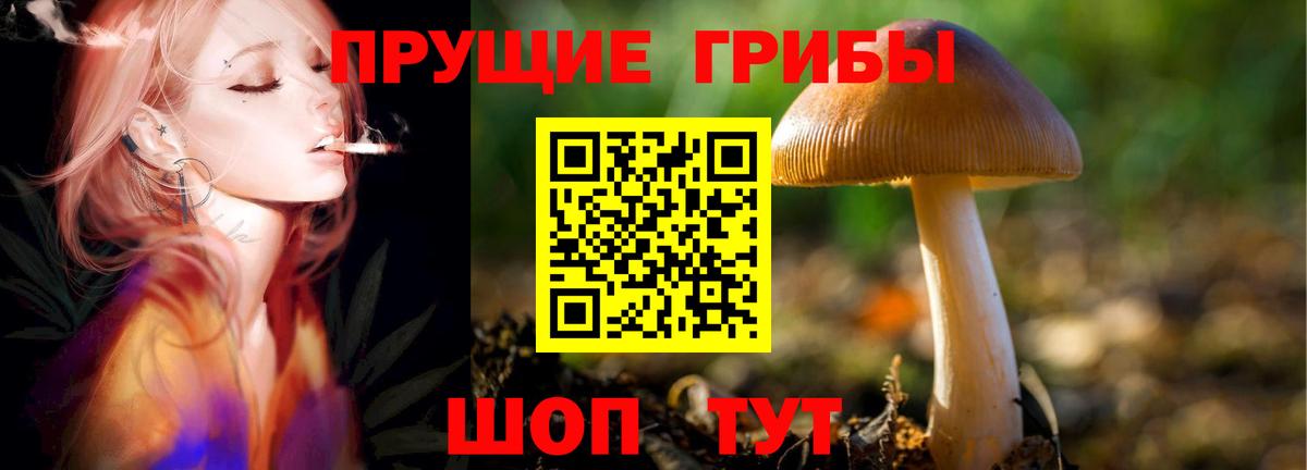 Псилоцибиновые грибы Psilocybe  Вход с VPN  Псилоцибиновые грибы GOLDEN TEACHER  Елец 